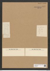 Diatomeae indet. Zeichnungen Sammlung Grunow Nr. 6272 (NHMW-BOT-W0374878)